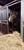 Horse ad