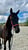 Horse ad