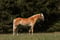 Annuncio cavallo
