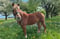Horse ad