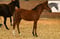 Annuncio cavallo