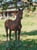 Annuncio cavallo