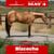 Anuncio de caballos