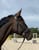 Annuncio cavallo