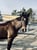 Horse ad