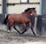 Annonce cheval