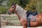 Annuncio cavallo
