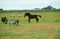Annuncio cavallo