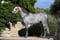 Horse ad