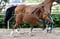 Annuncio cavallo
