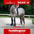 Anuncio de caballos
