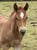 Annuncio cavallo