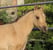 Annonce cheval