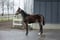 Horse ad