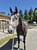 Annuncio cavallo