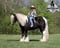 Horse ad