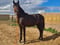 Paardadvertentie