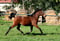 Horse ad