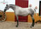 Horse ad