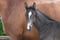 Horse ad