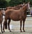 Annonce cheval