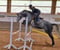 Horse ad