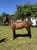 Horse ad