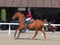 Horse ad