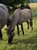 Horse ad