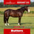 Paardadvertentie