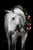 Annonce cheval