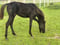 Pferdeinserat