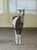 Annonce cheval