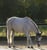 Annonce cheval