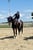Horse ad