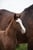 Annuncio cavallo