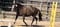 Horse ad