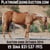 Annuncio cavallo
