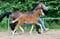 Annuncio cavallo