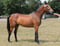 Anuncio de caballos