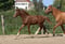 Annuncio cavallo
