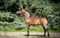Annuncio cavallo