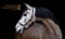 Horse ad