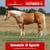 Paardadvertentie