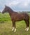 Horse ad