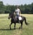 Annuncio cavallo
