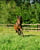Annuncio cavallo