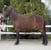 Horse ad