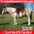Horse ad