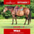 Paardadvertentie